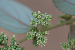 Trema orientalis